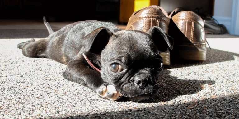 Boston Terrier para principiantes