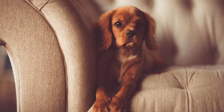 Cocker Spaniel para principiantes