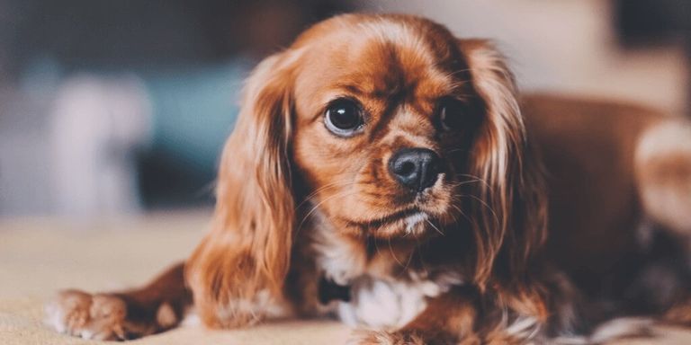 Spaniel del Rey Carlos para principiantes