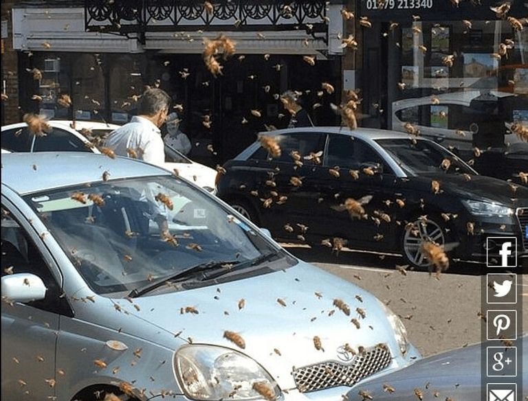 La invasión de miles de abejas siembra el pánico en un pueblo cercano a Londres