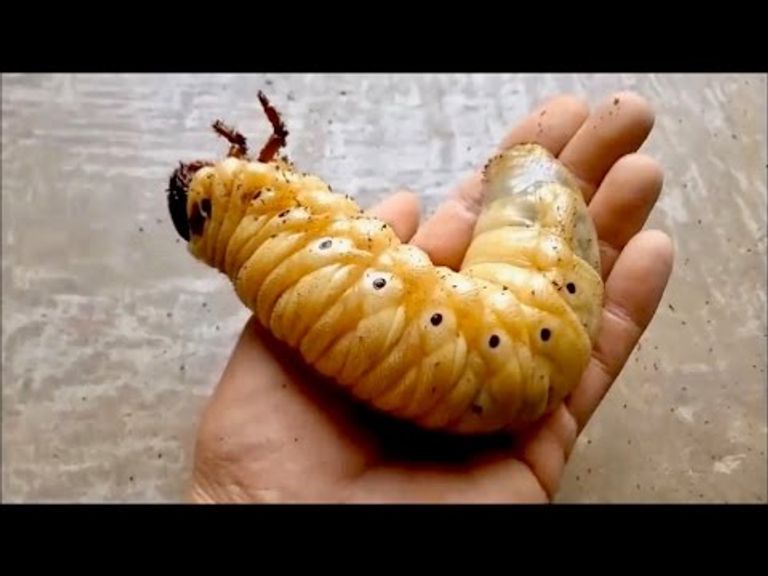 La terrorífica metamorfosis de un escarabajo, la mascota de moda en Japón