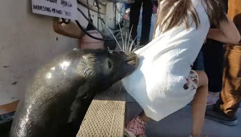 Impresionante vídeo del momento en que un león marino engancha con la boca a una niña y se la lleva al agua