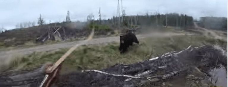 Impresionante vídeo del ataque de un oso a un cazador… que sólo tenía una flecha
