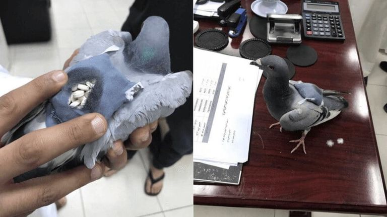 Traficantes utilizan palomas para introducir drogas en Kuwait