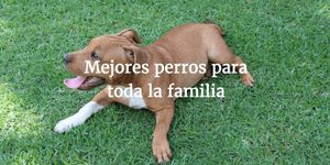 Perros para niños hiperactivos