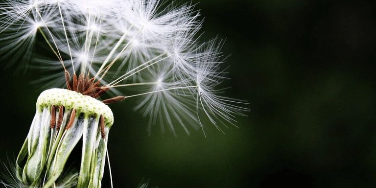 ¿Cuales los síntomas de la alergia al polen y los factores que la favorecen?