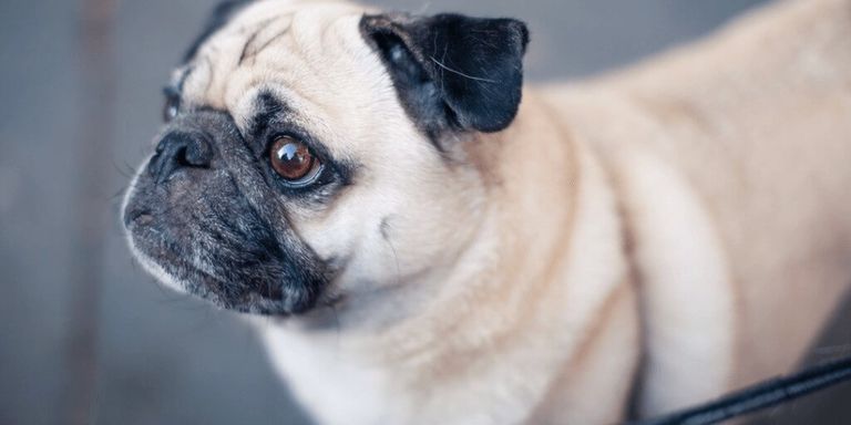 Pug (carlino) para principiantes