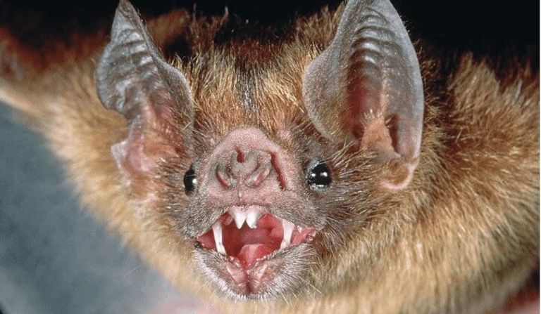 Un muerto y varios infectados de rabia por ataques de murciélagos vampiros en Brasil