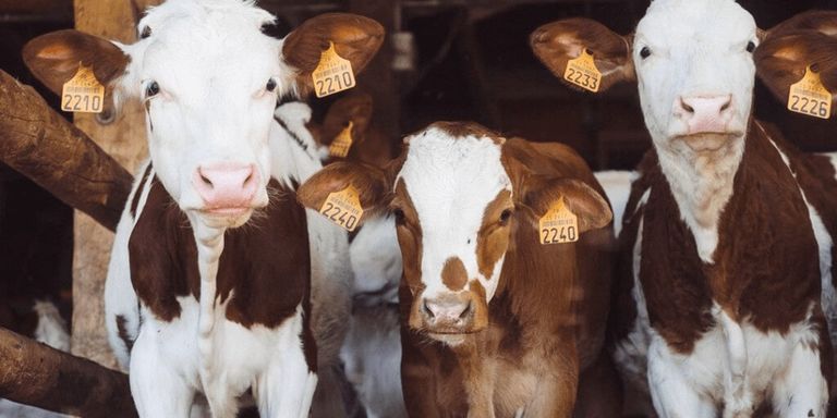 Un ganadero asturiano regala vacas porque está “hasta los cojones de que se escapen”