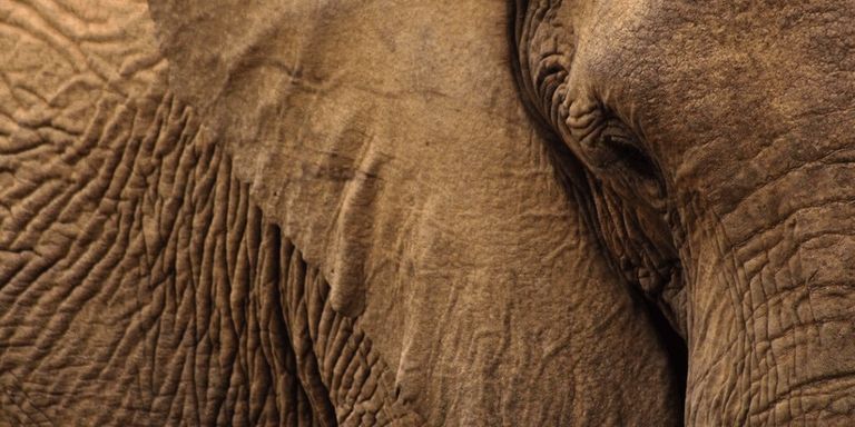 Un elefante mata a una niña de 12 años y 3 personas, sembrando el pánico en la India