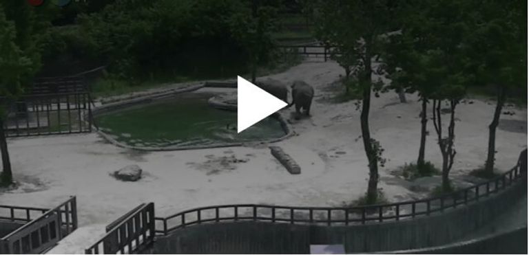 Espectacular vídeo en el que dos elefantes trabajan en equipo para salvar a un cachorro de morir ahogado