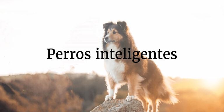 Los 10 perros más inteligentes