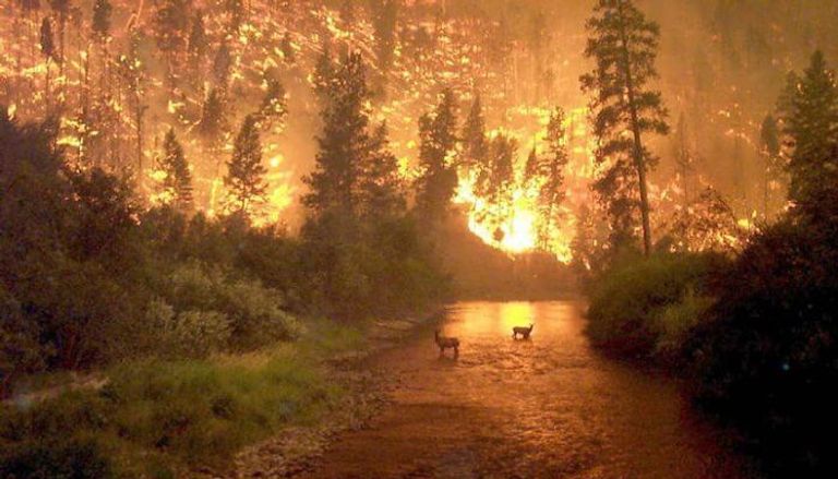 Cuatro muertos y miles de hectáreas calcinadas en más de 125 fuegos de Galicia, que ya han llegado a Asturias