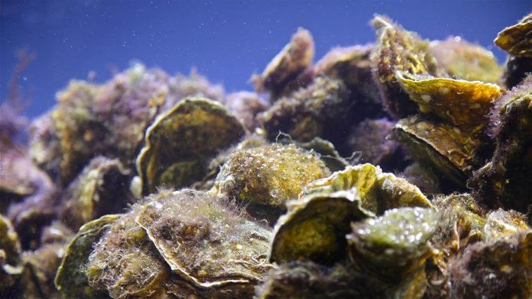 Las ostras cierran sus conchas ante el estrés que les provoca el ruido submarino