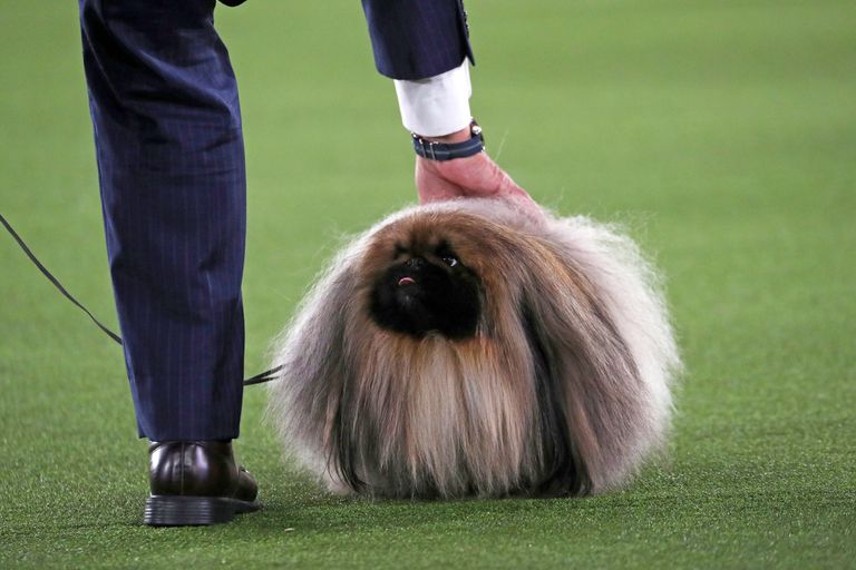 Un pequinés llamado Wasabi gana la exposición canina de Westminster