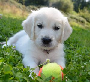 ¿Los perros ya nacen preparados para comunicarse con las personas?