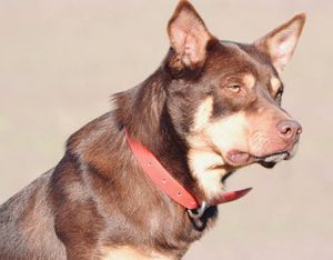 El perro más caro del mundo: un Kelpie australiano de 22.300 euros