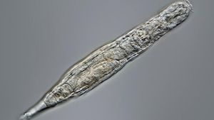Habitaban el planeta cuando los mamuts… y 24.000 años después resucitan y hasta se reproducen