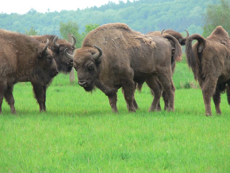 La vuelta de los bisontes a España podría ayudar a reducir incendios