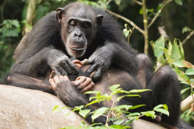 Día Mundial de los chimpancés: Testimonio de un español que convive con ellos