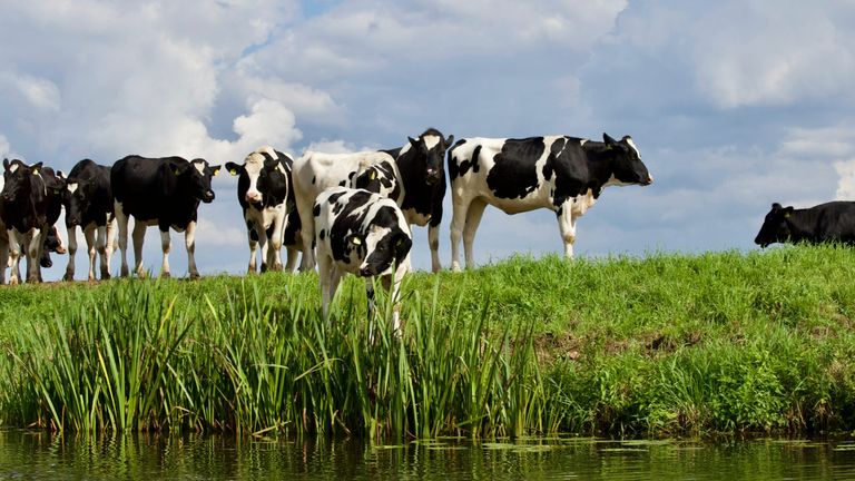 ¿Enseñar a las vacas a ir al baño para luchar contra el cambio climático?